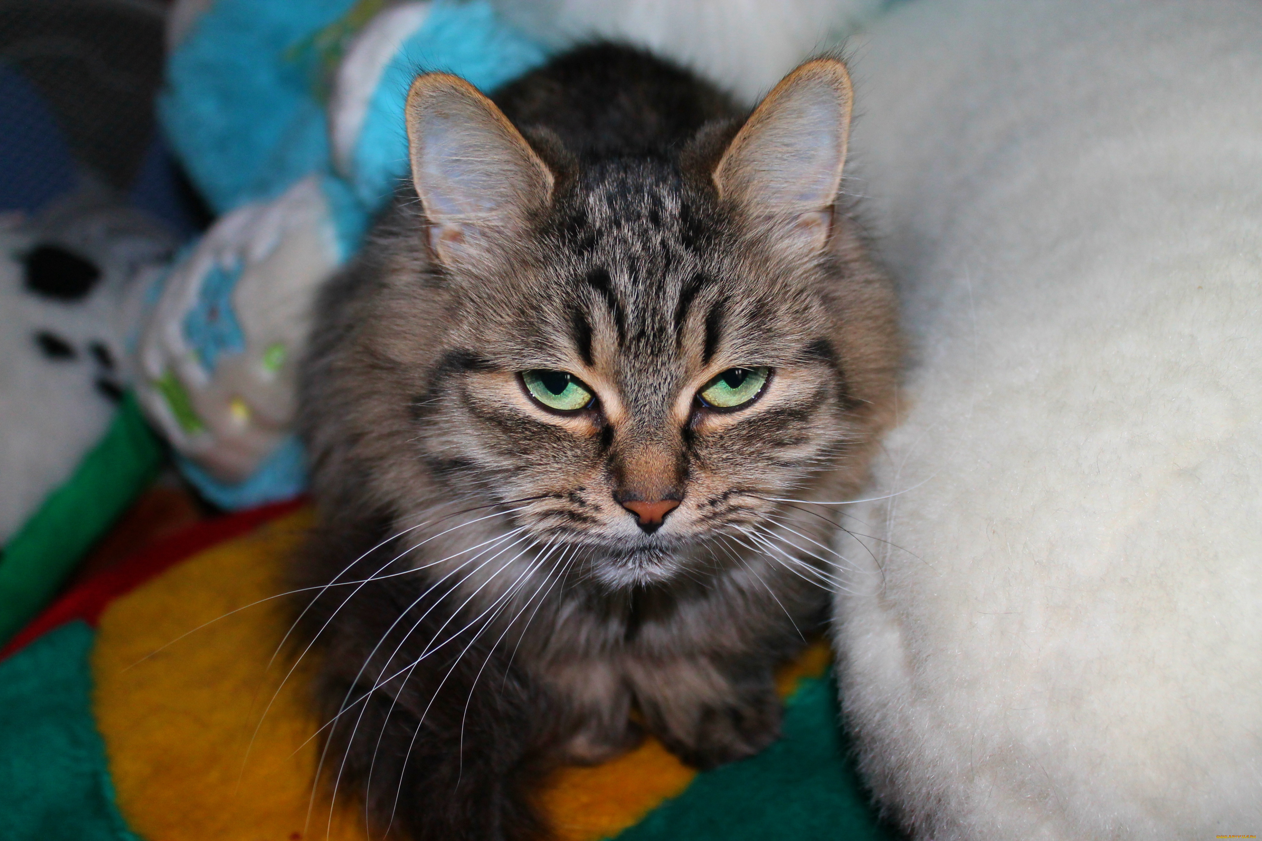 , , , cat